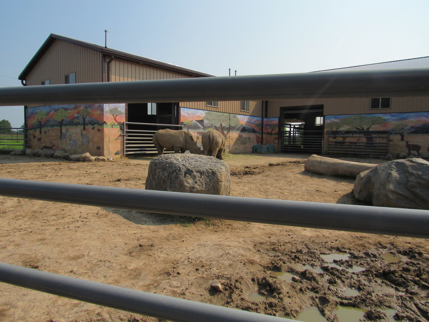 White Rhinoceros Exhibit (New in 2021)