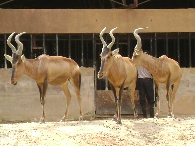 White Rhinoceros Exhibit- Red Hartebeest