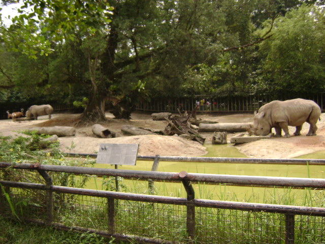 White Rhinoceros Exhibit