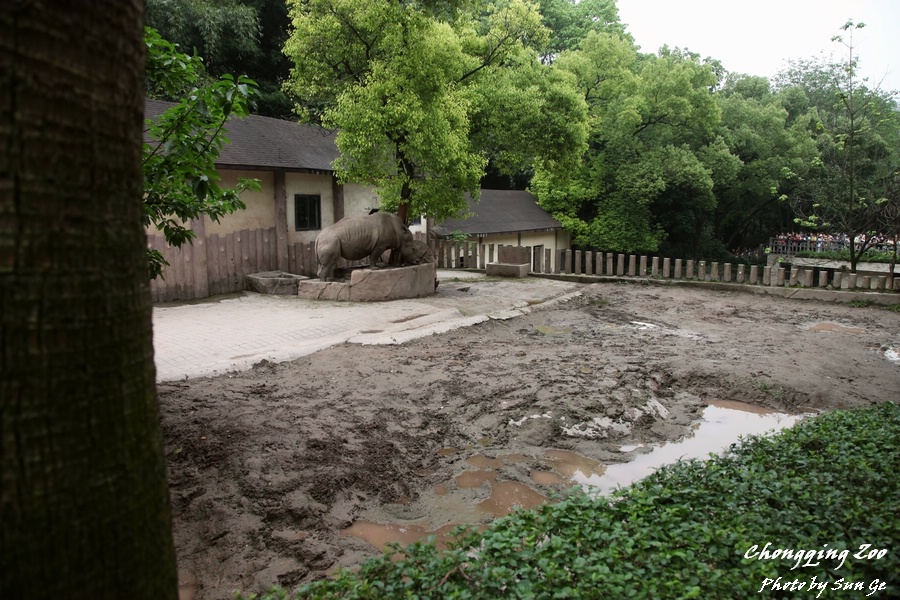 White rhinoceros exhibit