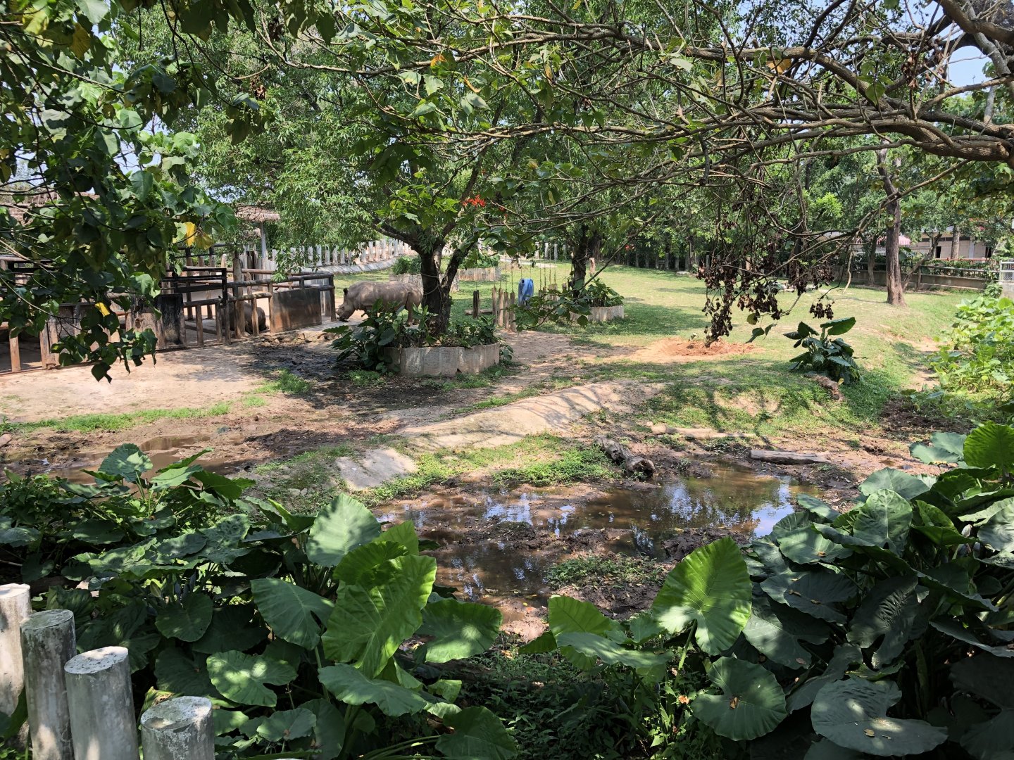 White Rhinoceros Exhibit