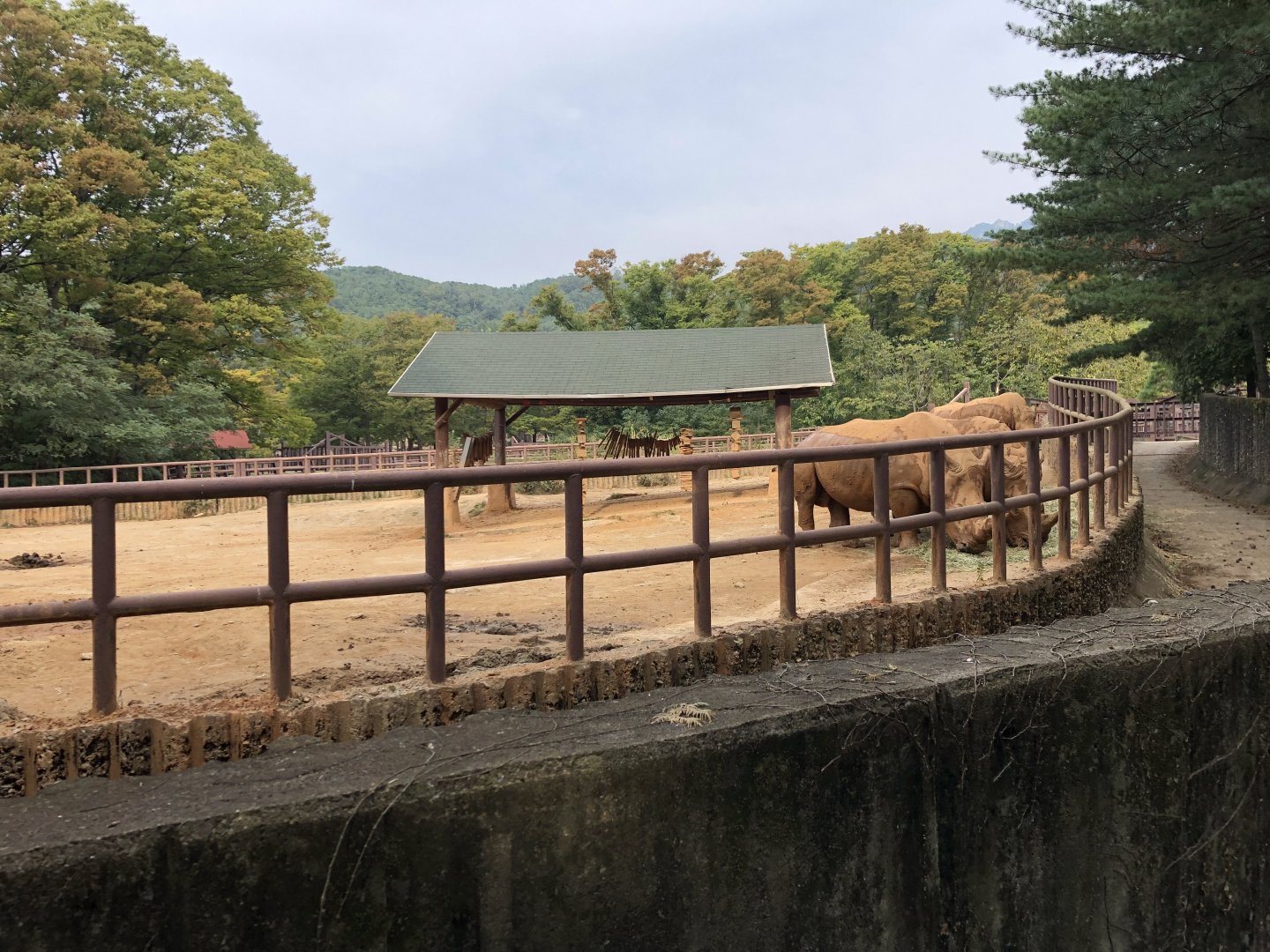 White Rhinoceros Exhibit