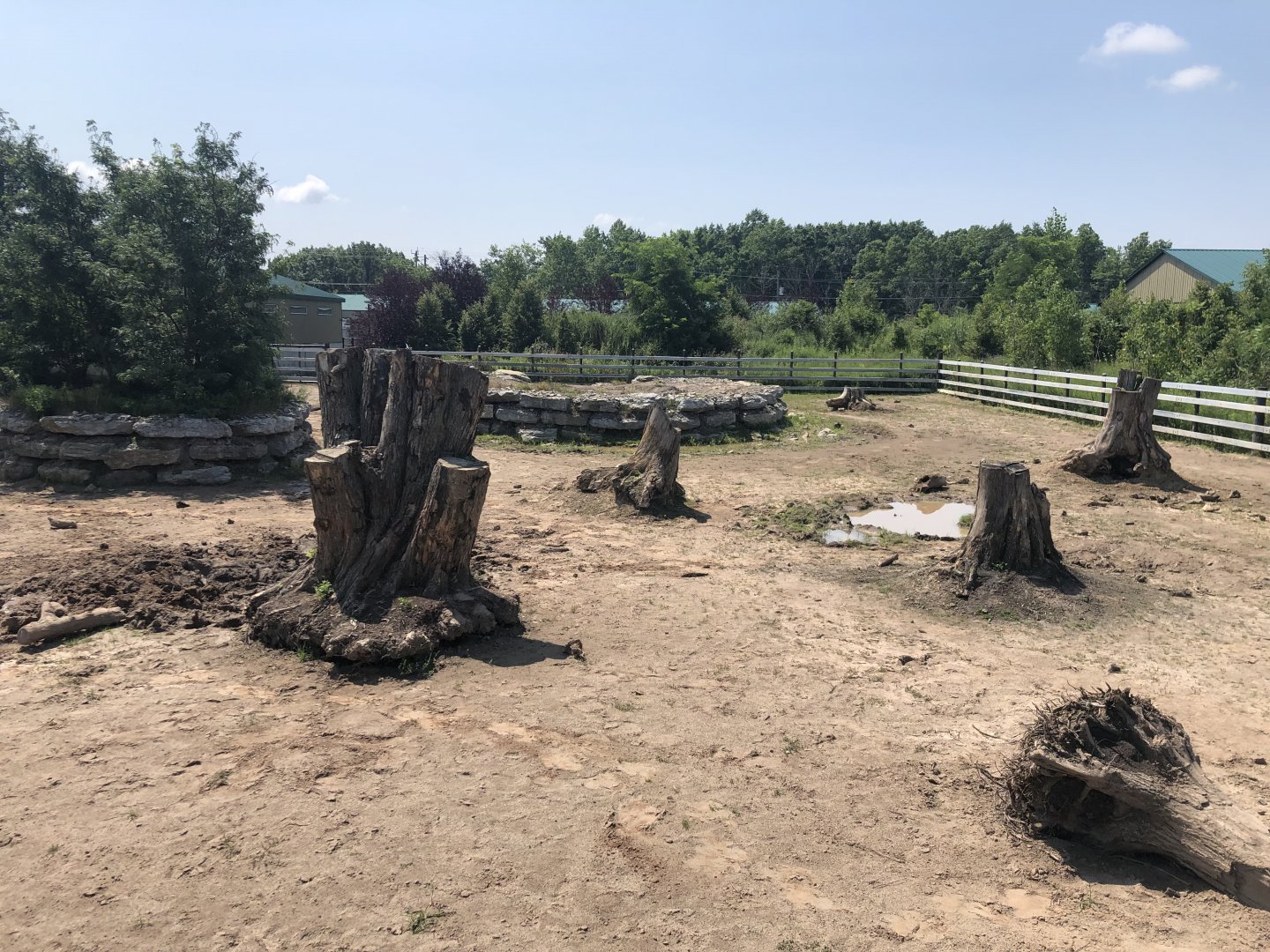 White Rhinoceros Exhibit