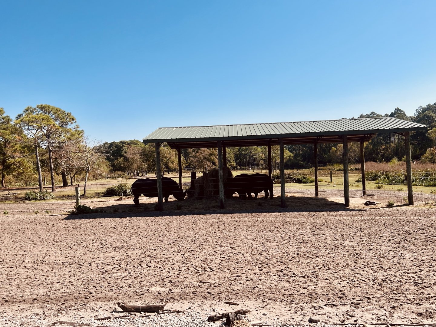 White Rhinoceros Exhibit