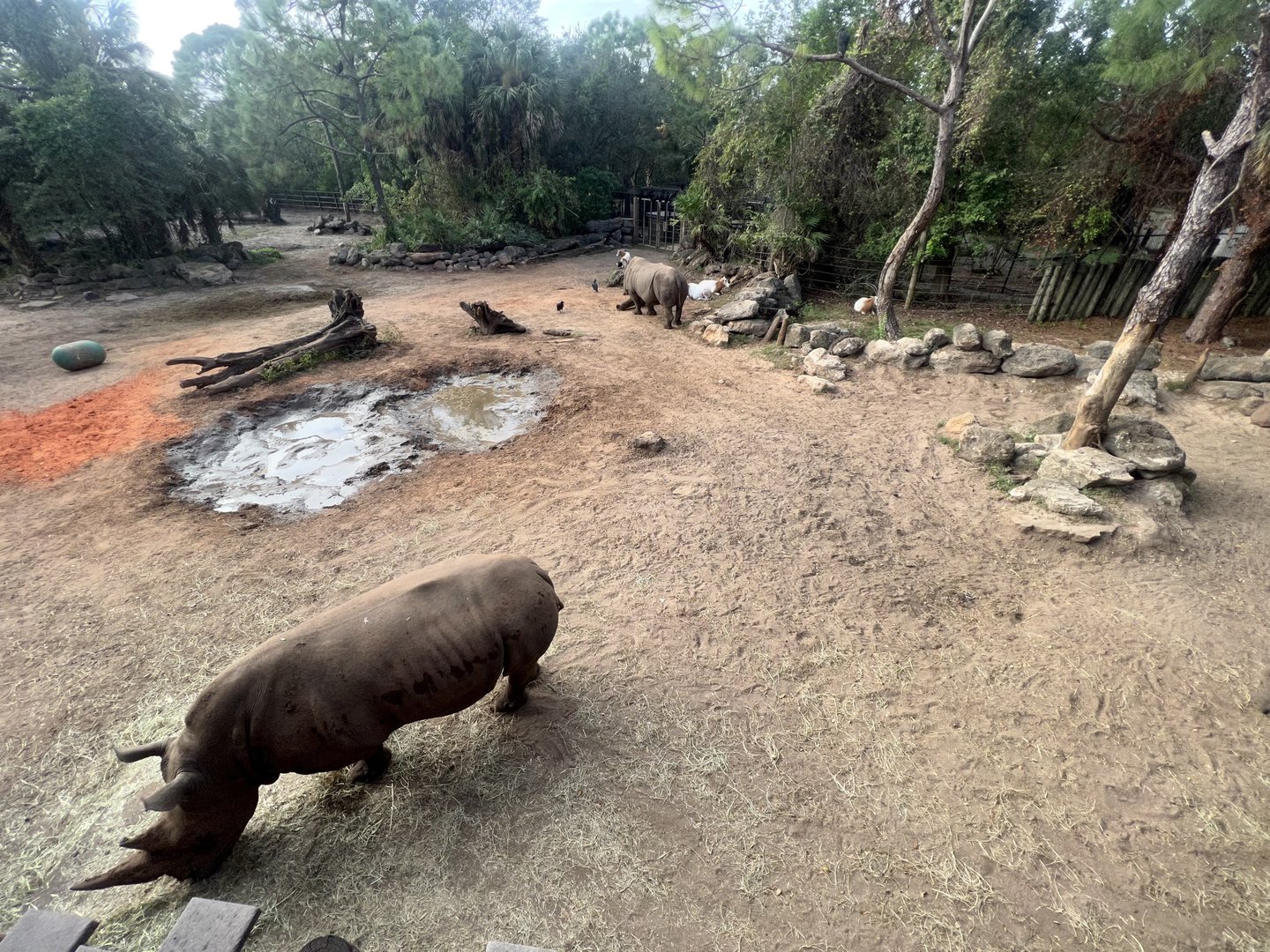 White Rhinoceros Exhibit