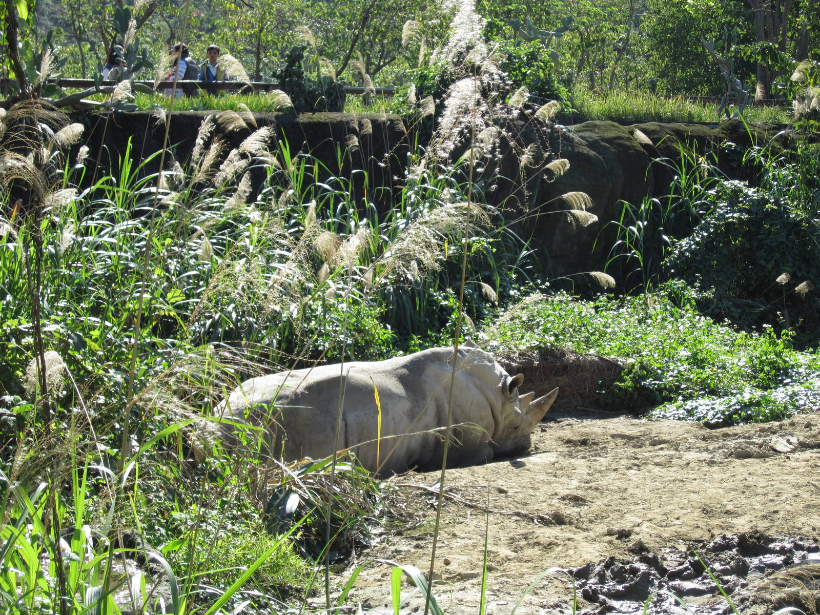 White Rhinoceros Exhibition