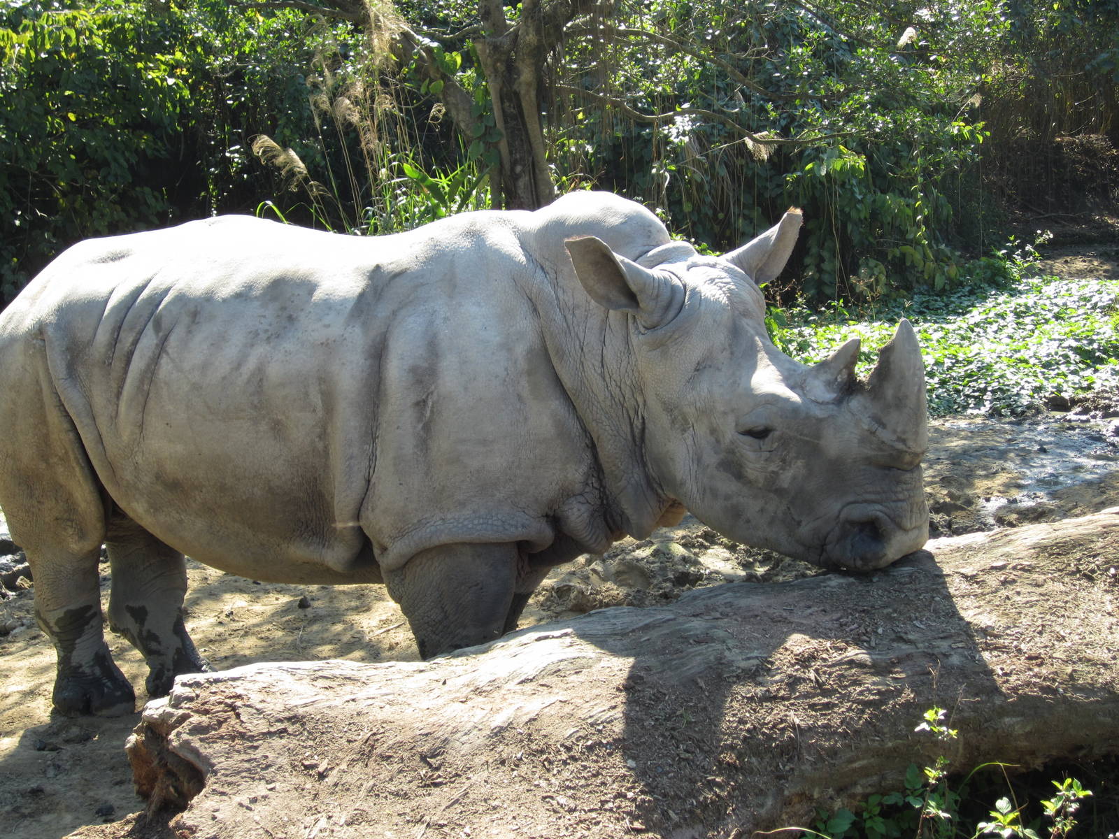 White Rhinoceros Exhibition