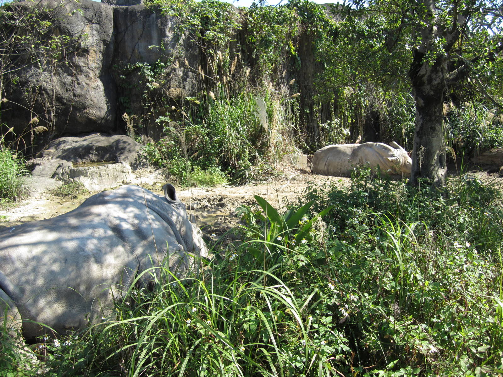 White Rhinoceros Exhibition