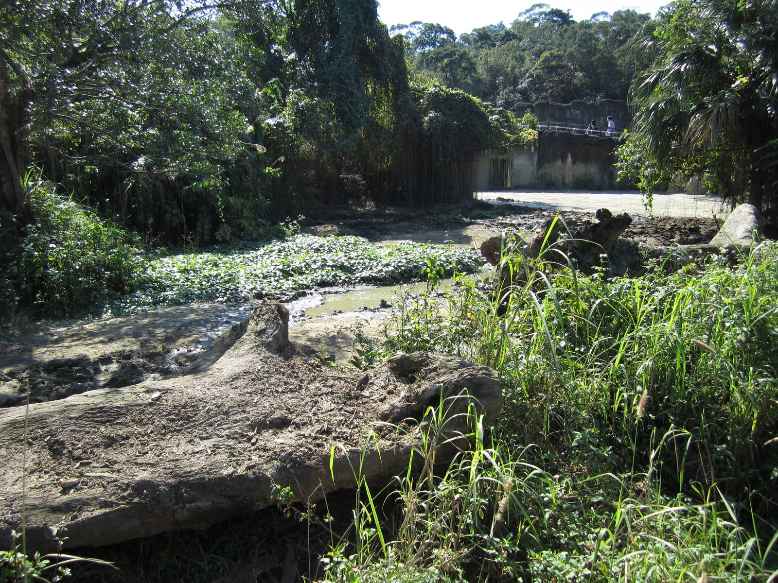 White Rhinoceros Exhibition