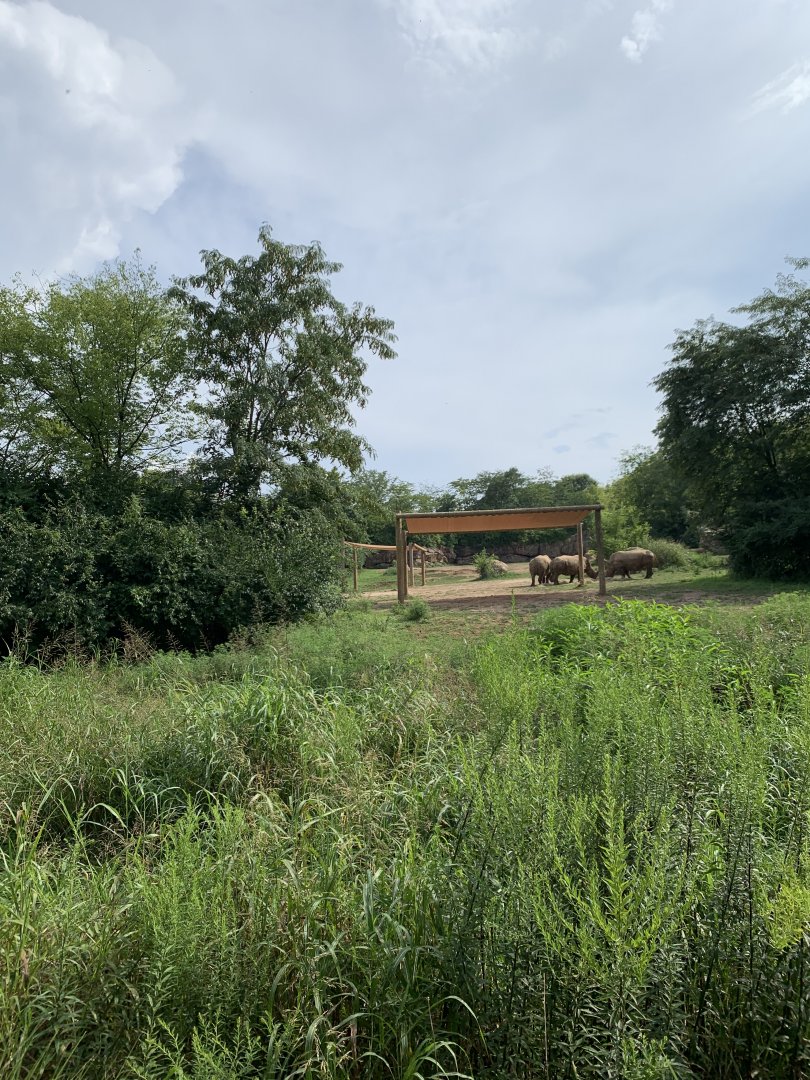 White rhinoceros (formerly African elephant) exhibit