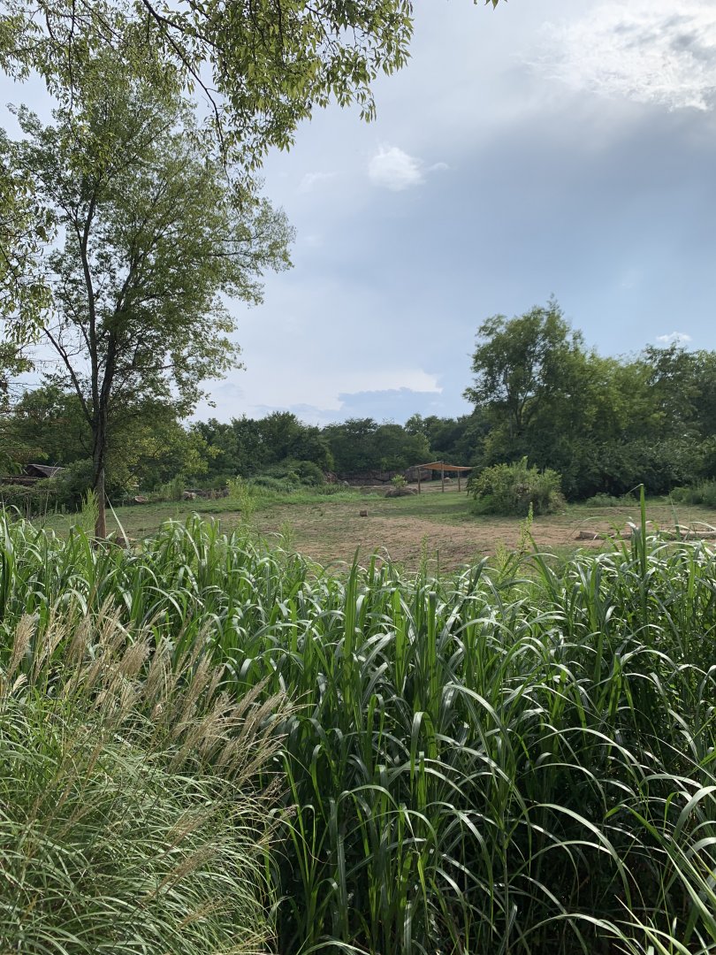 White rhinoceros (formerly African elephant) exhibit