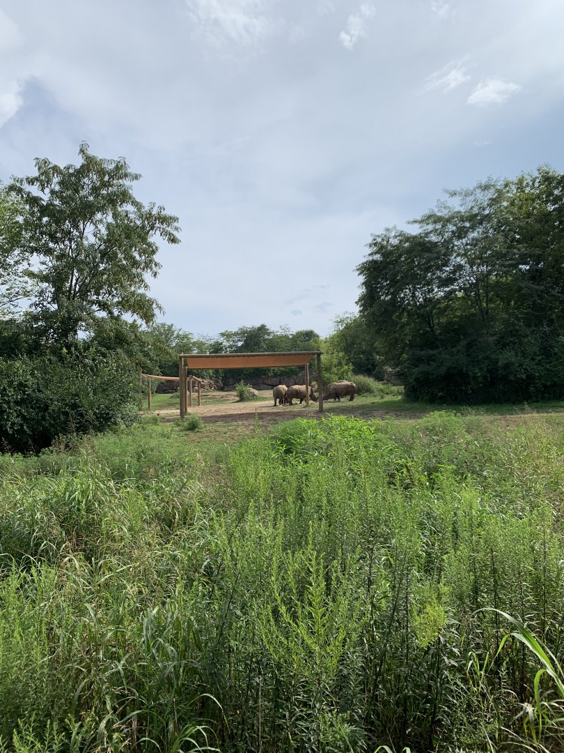 White rhinoceros (formerly African elephant) exhibit