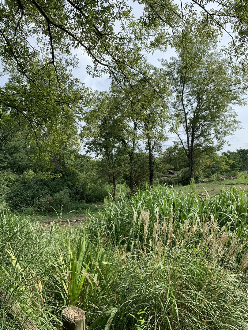 White rhinoceros (formerly African elephant) exhibit
