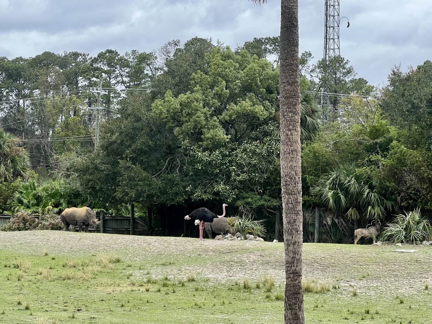 White Rhinoceros, Greater Kudu, and Ostrich