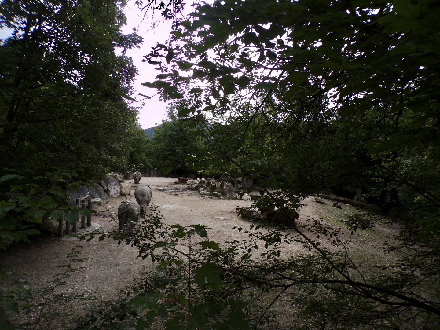 White rhinoceros hardstanding enclosure 13.7.25