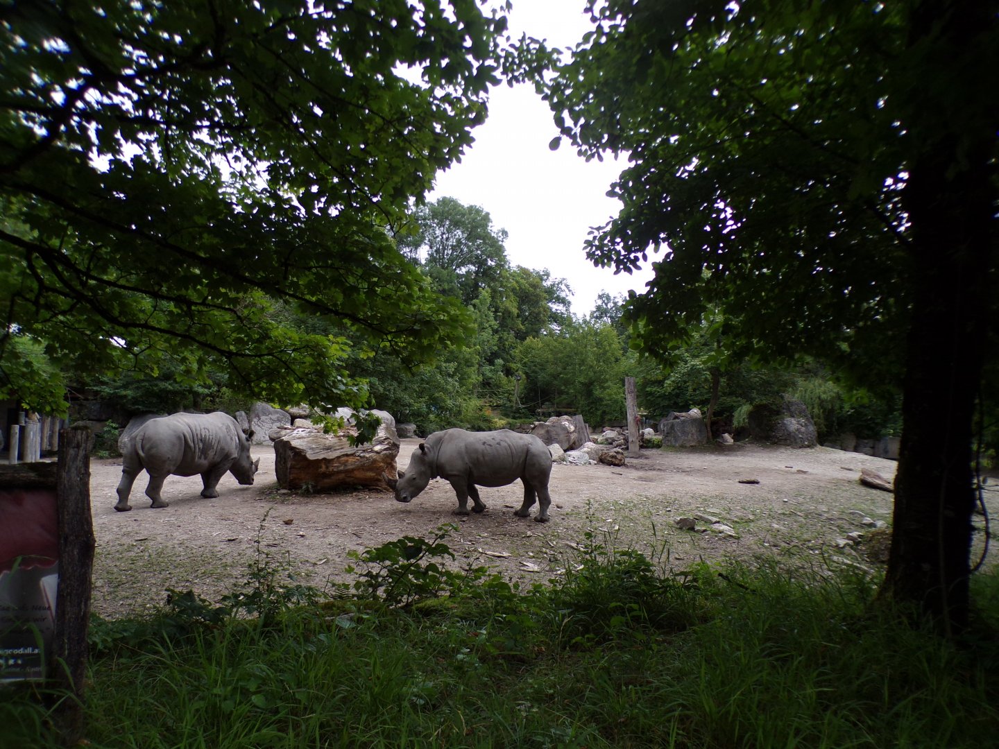 White rhinoceros hardstanding enclosure 13.7.25