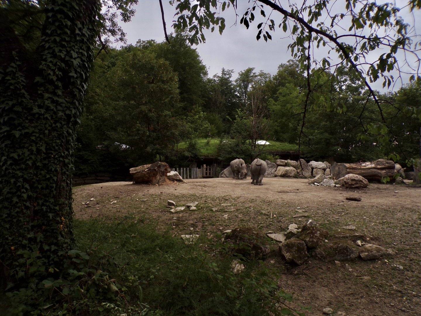 White rhinoceros hardstanding enclosure 13.7.25