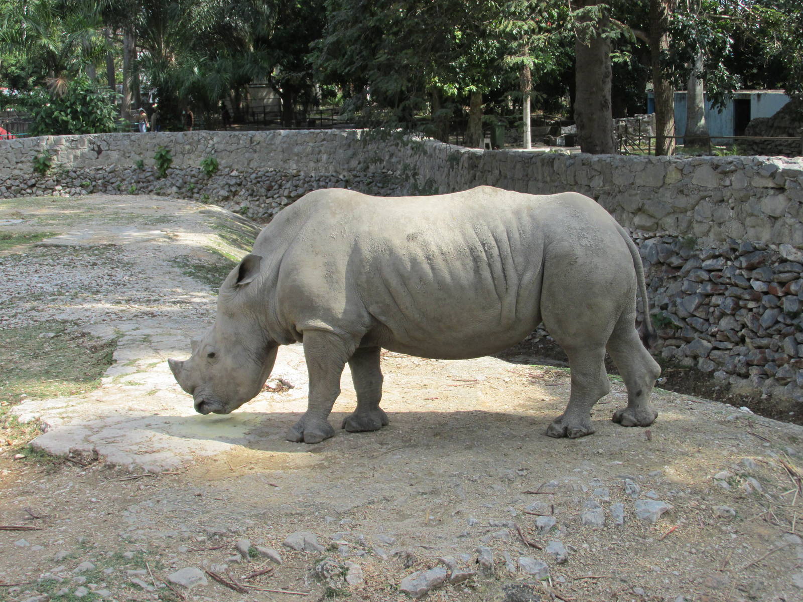 white rhinoceros Havana zoo