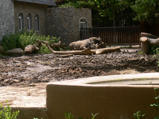 White rhinoceros in Changchun Zoo