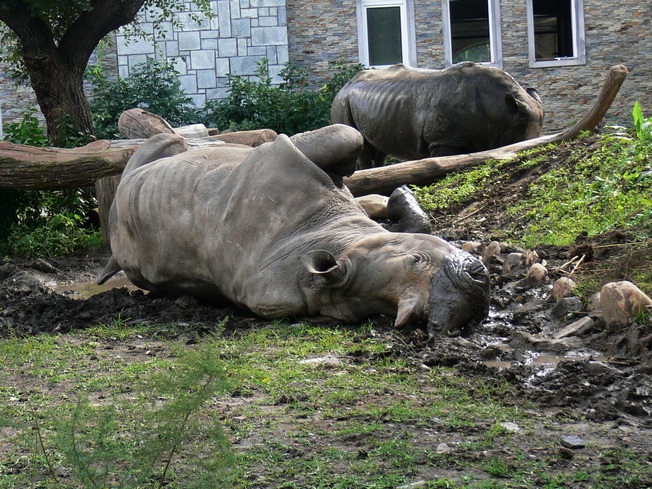 White rhinoceros in  Changchun Zoo