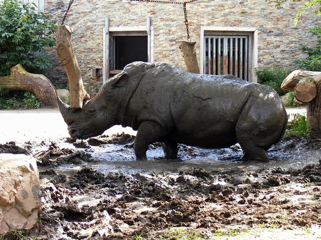 White rhinoceros in  Changchun Zoo