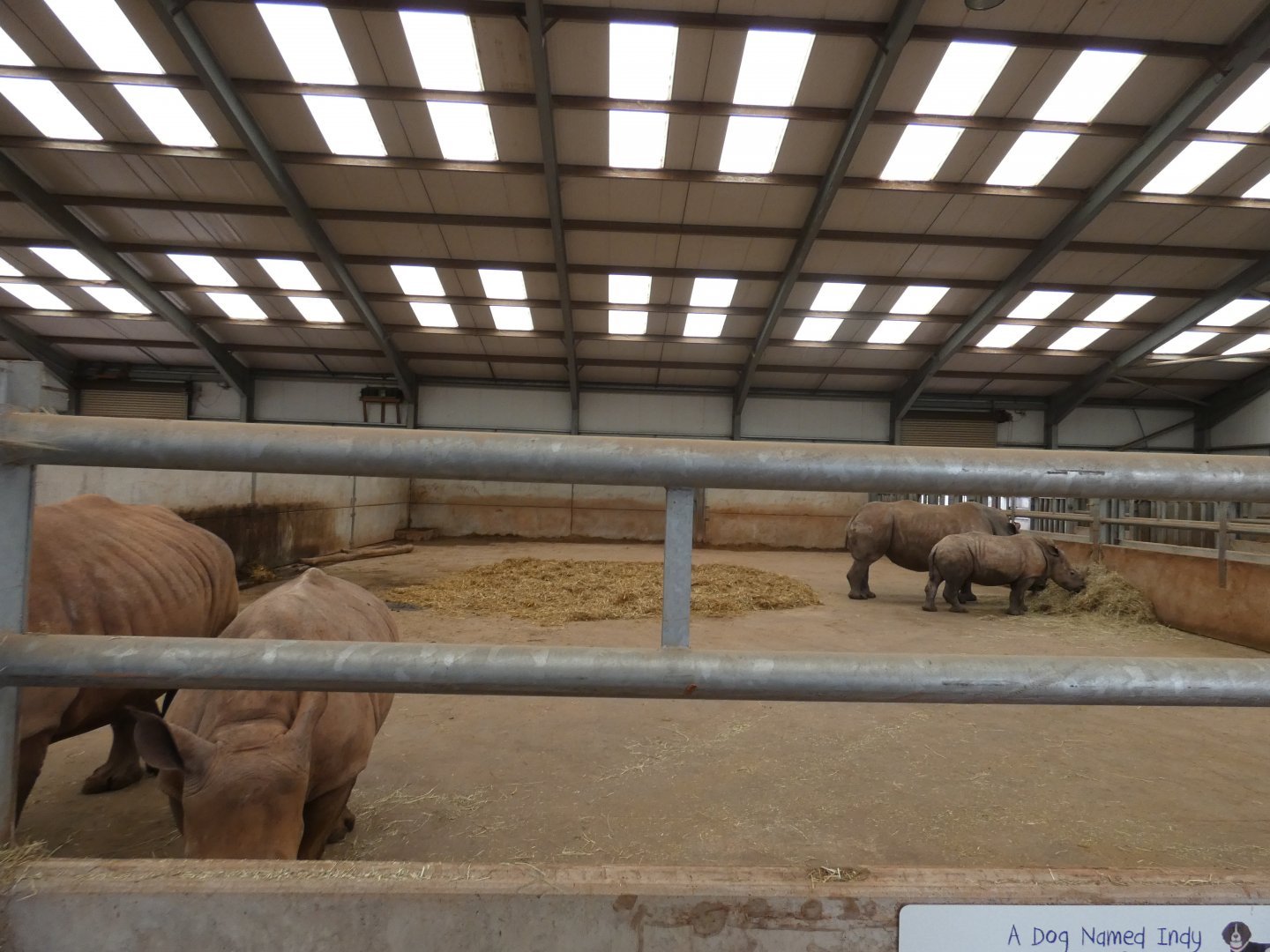 White rhinoceros indoor enclosure