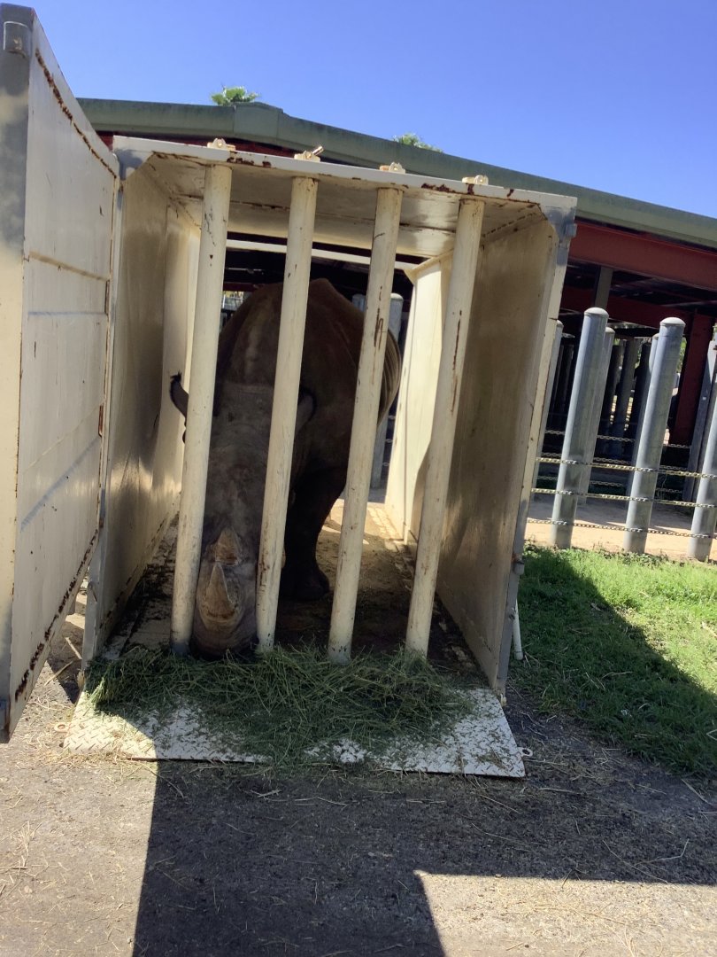 White Rhinoceros Kayin crate training for upcoming move 3/20/24