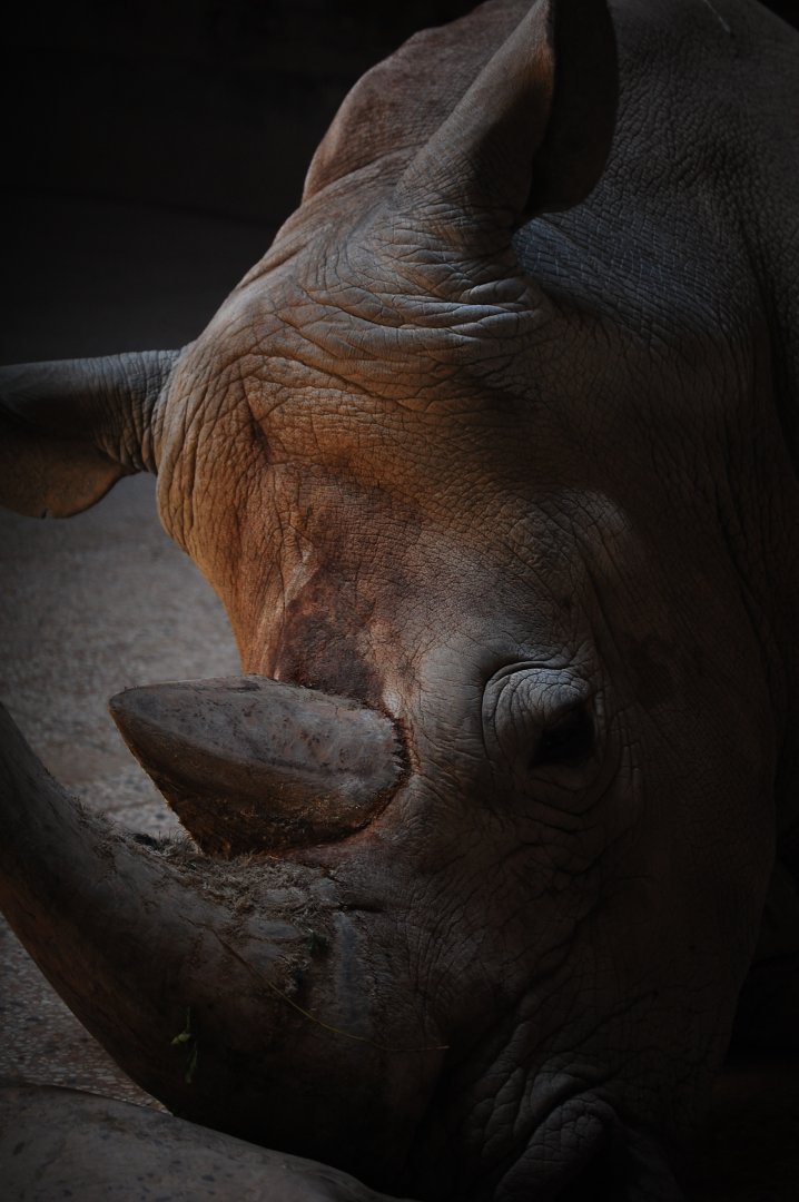 White rhinoceros - Lahore zoo 17/11/2019