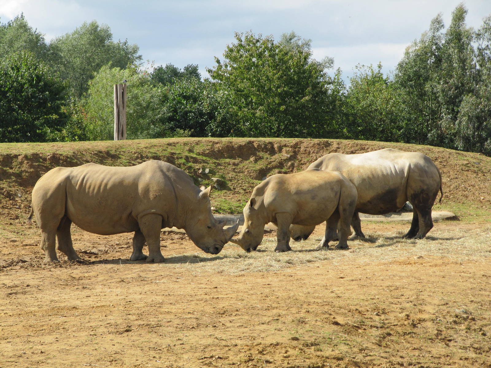 White Rhinoceros male, female & young