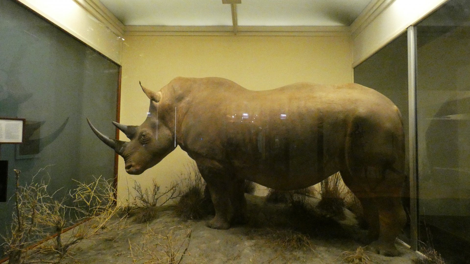 White Rhinoceros, Mammals of Africa - Feb. 2022