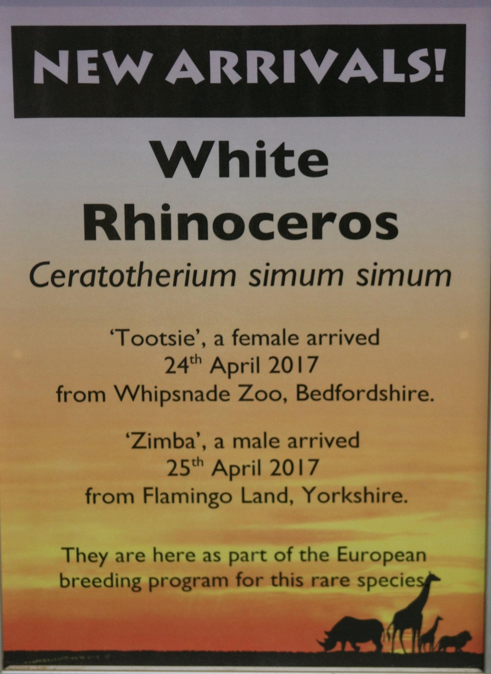 White Rhinoceros Movement Sign; Africa Alive; 1st May 2017