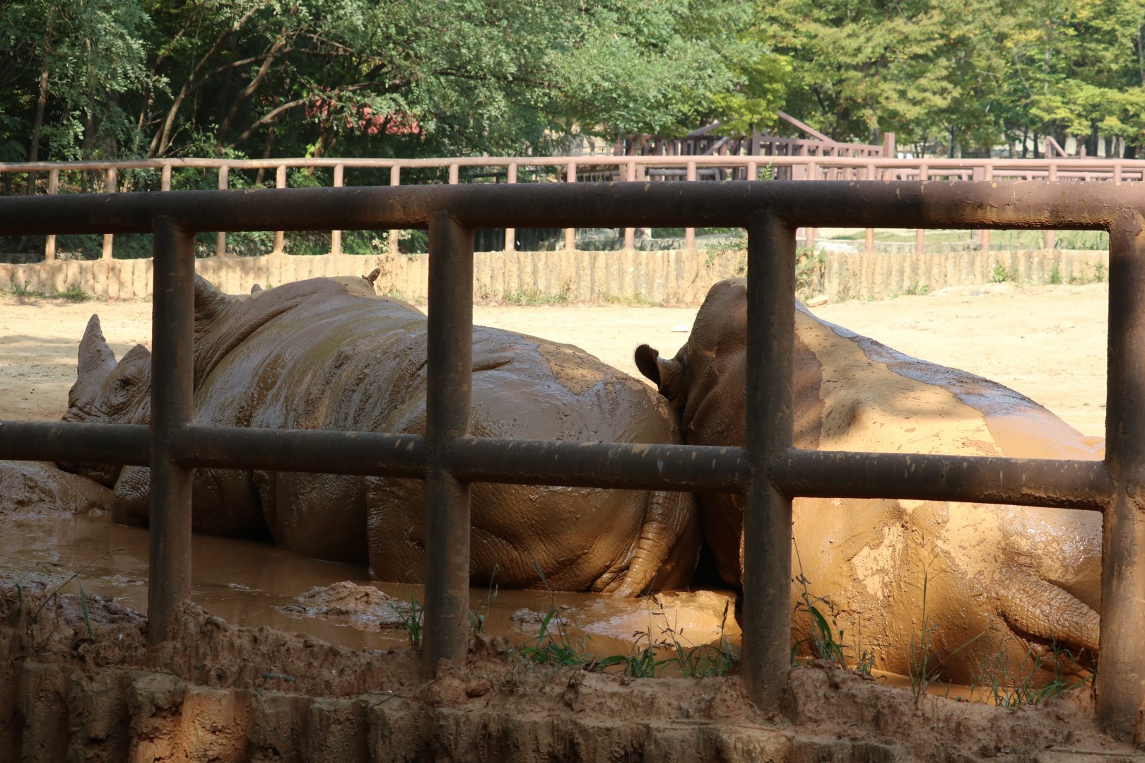 White Rhinoceros mud-bath
