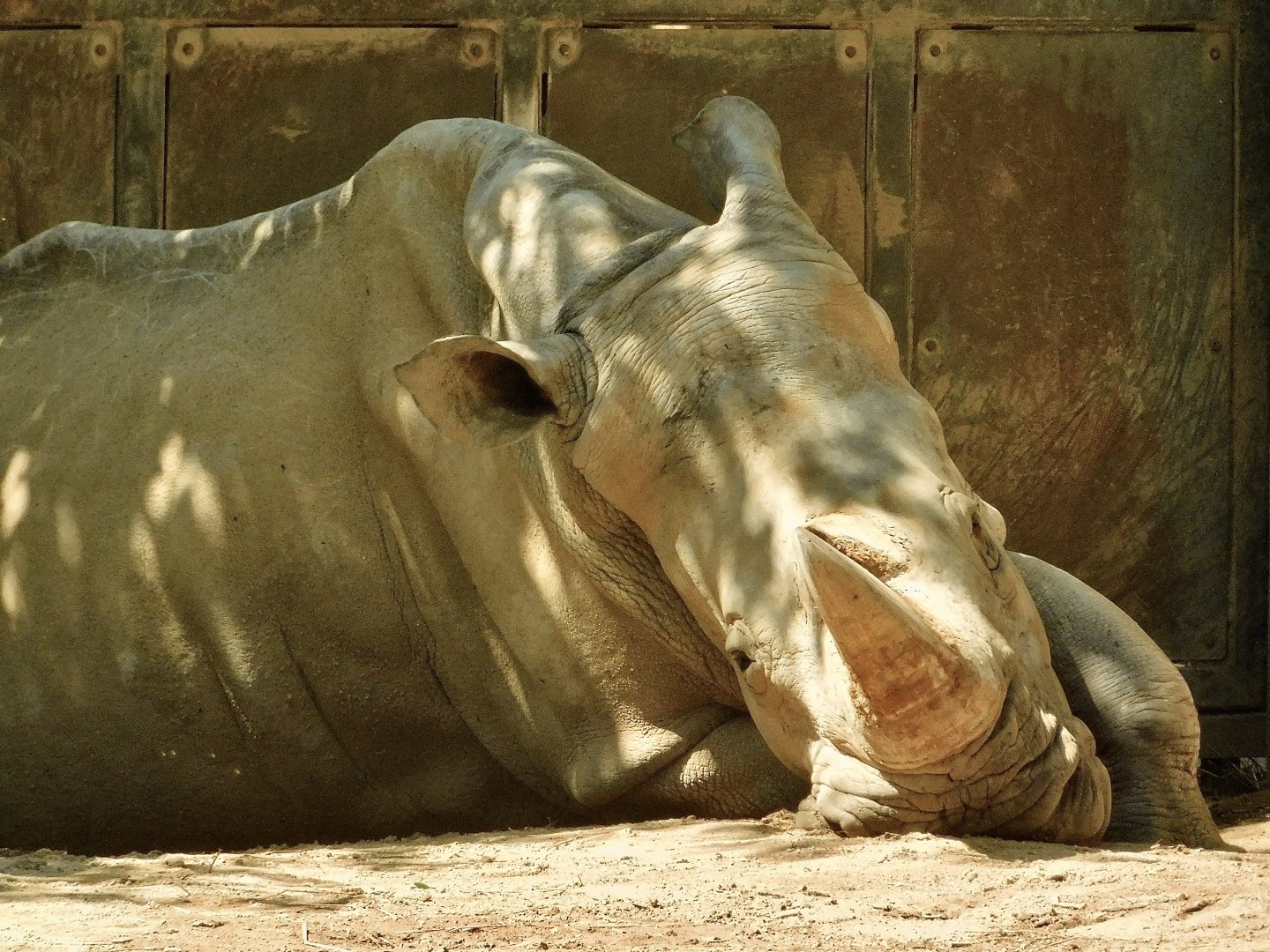 White Rhinoceros Napping