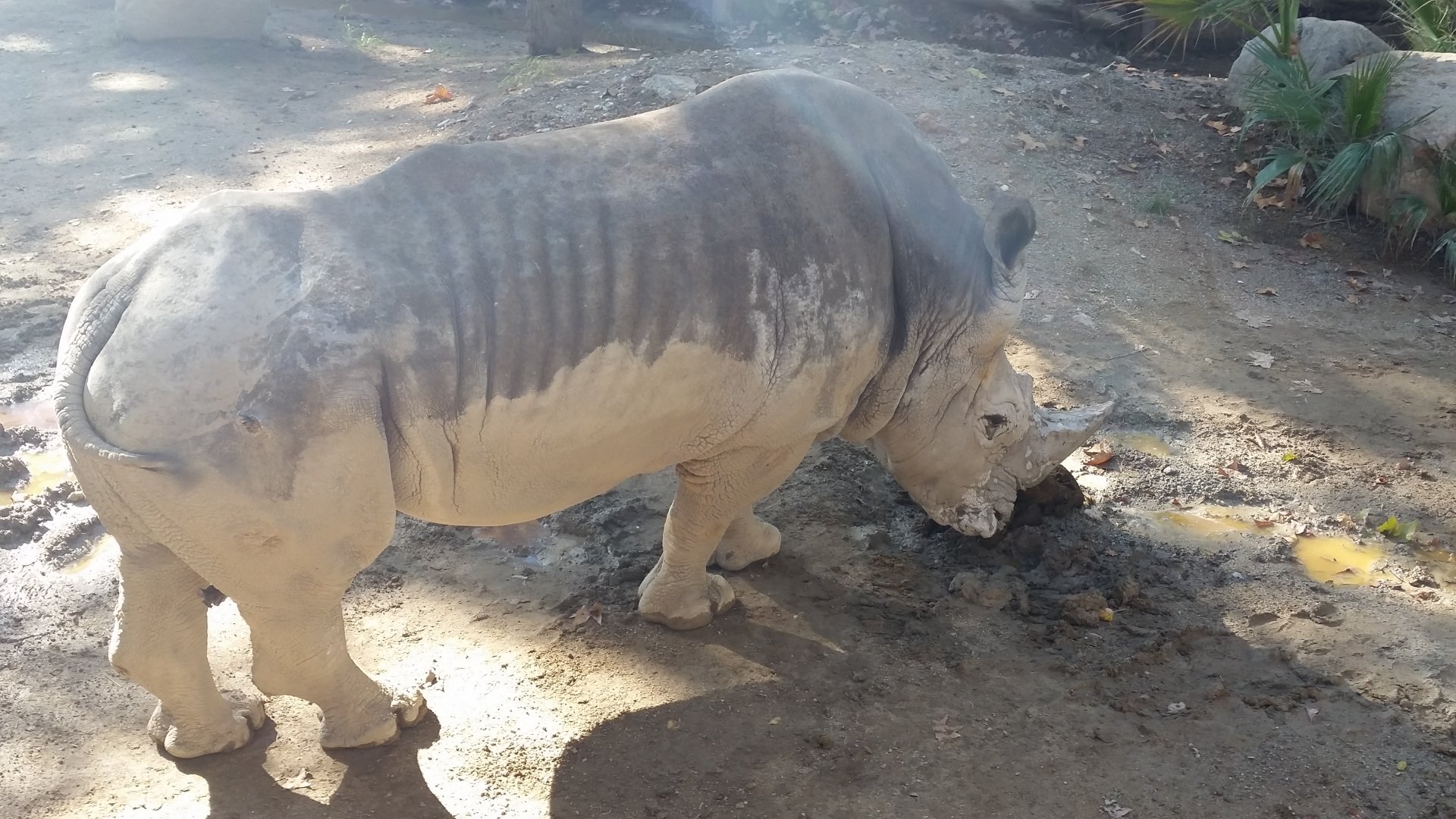 White Rhinoceros, October 2017