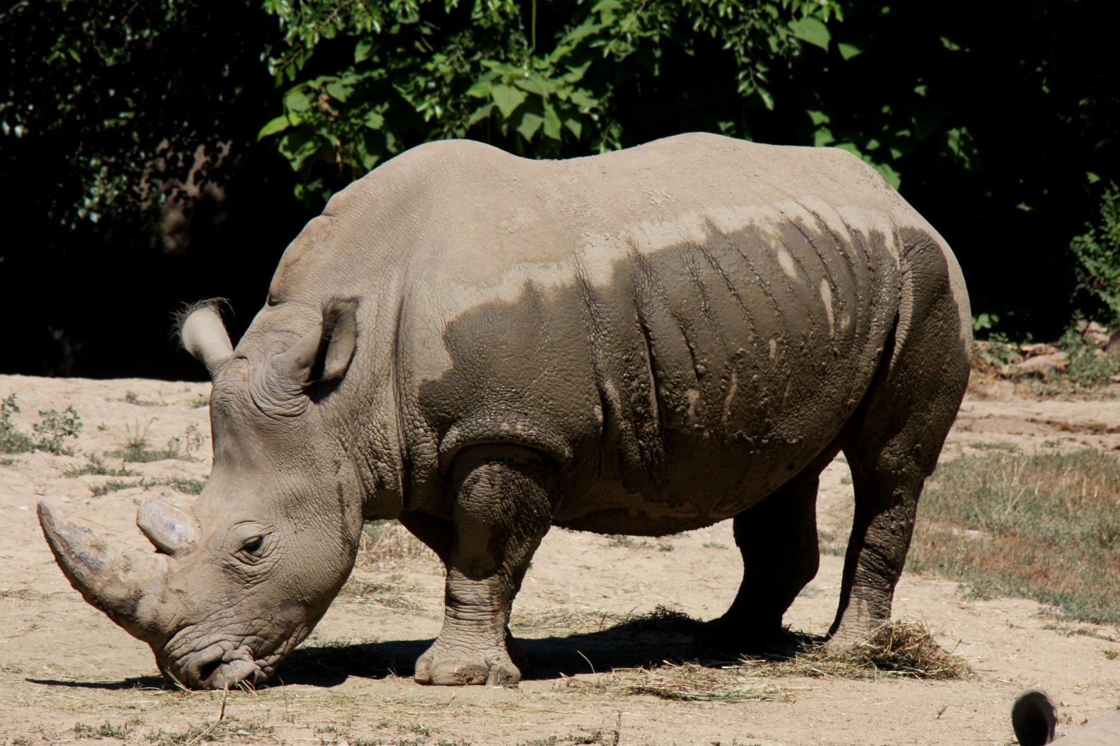 white rhinoceros or square-lipped rhinoceros (Ceratotherium simum) 2013