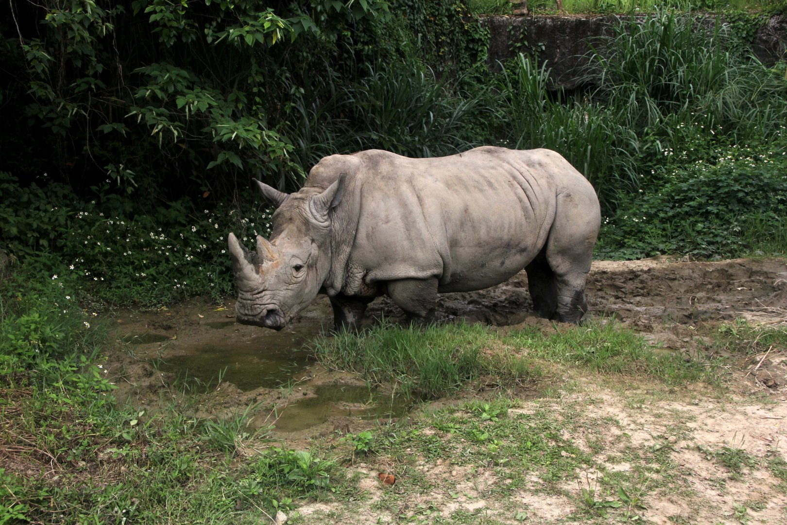 white rhinoceros or square-lipped rhinoceros (Ceratotherium simum)