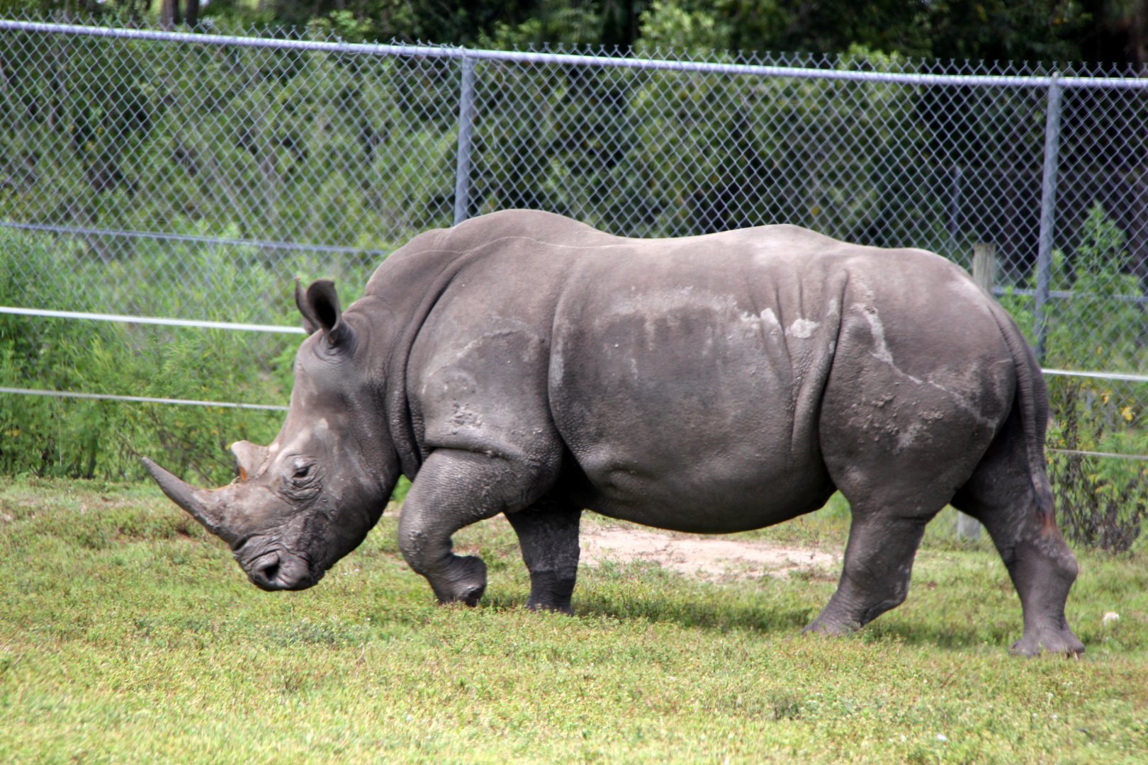 white rhinoceros or square-lipped rhinoceros (Ceratotherium simum)