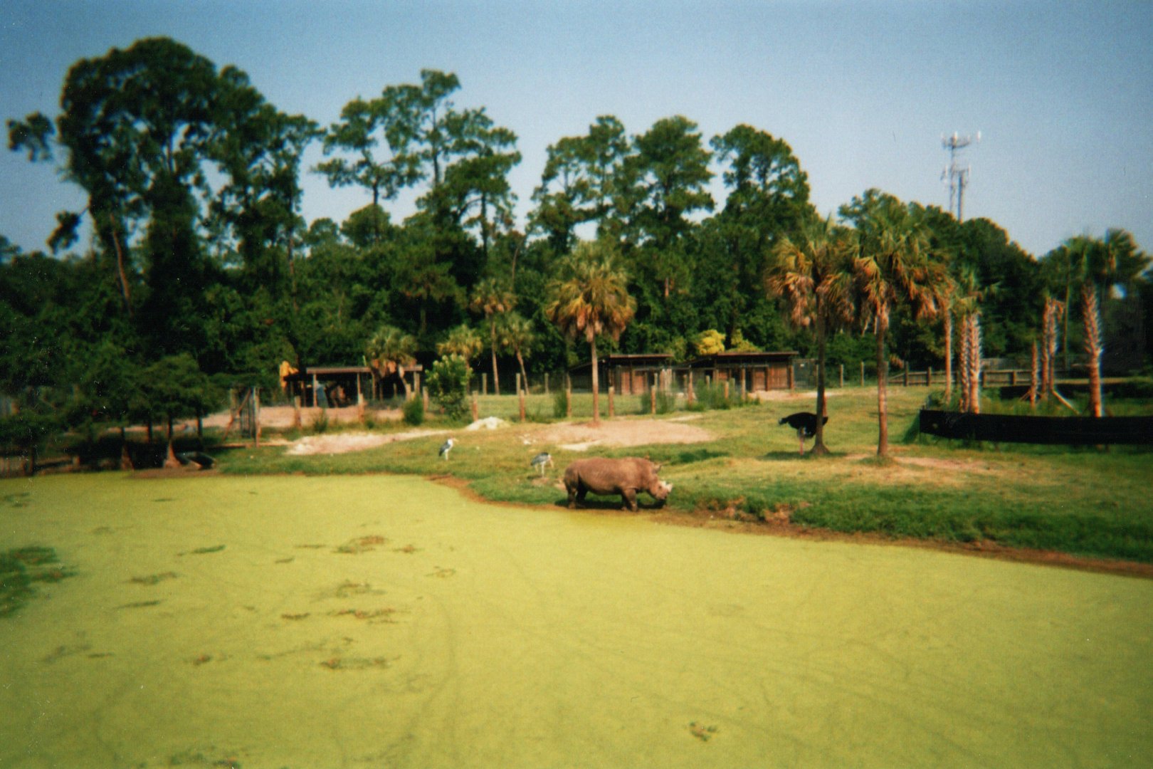 White Rhinoceros, Ostrich & Marabou Storks