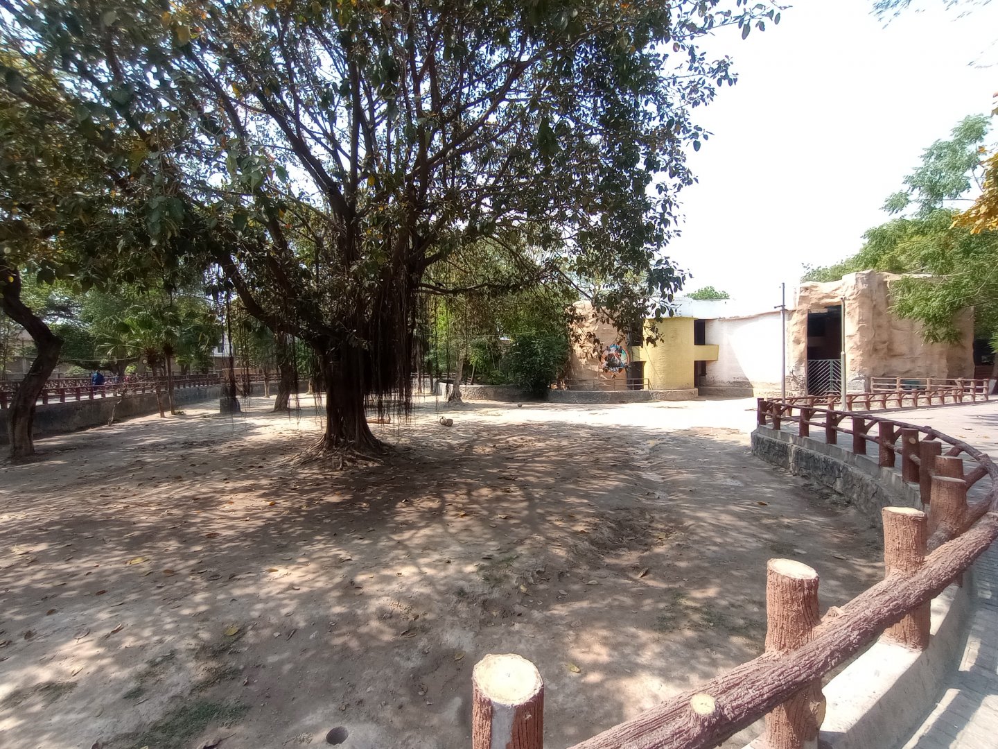White rhinoceros paddock -  Lahore zoo 26/4/2025