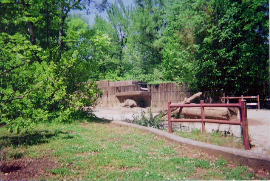 White Rhinoceros Paddock