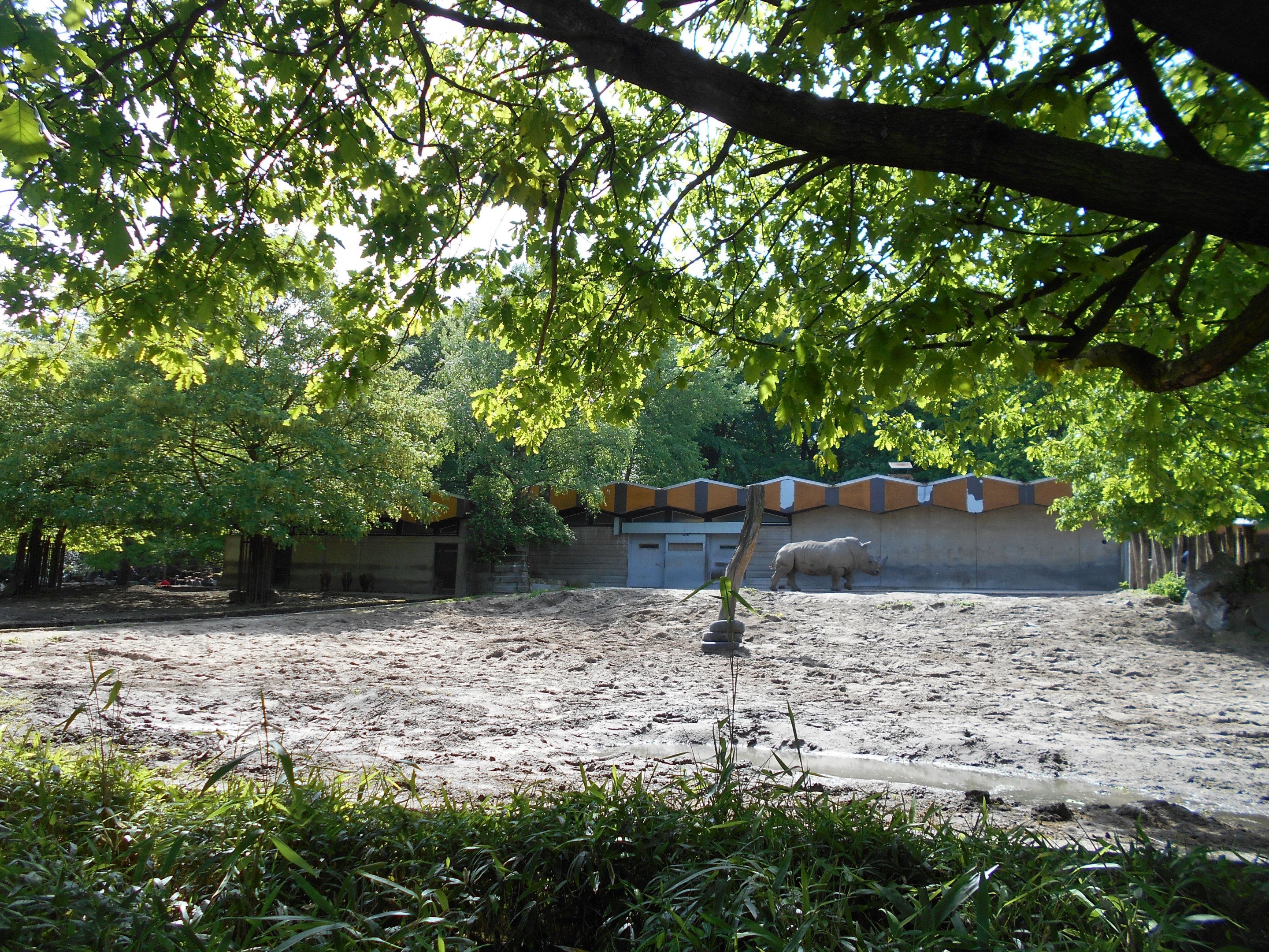 White Rhinoceros paddock