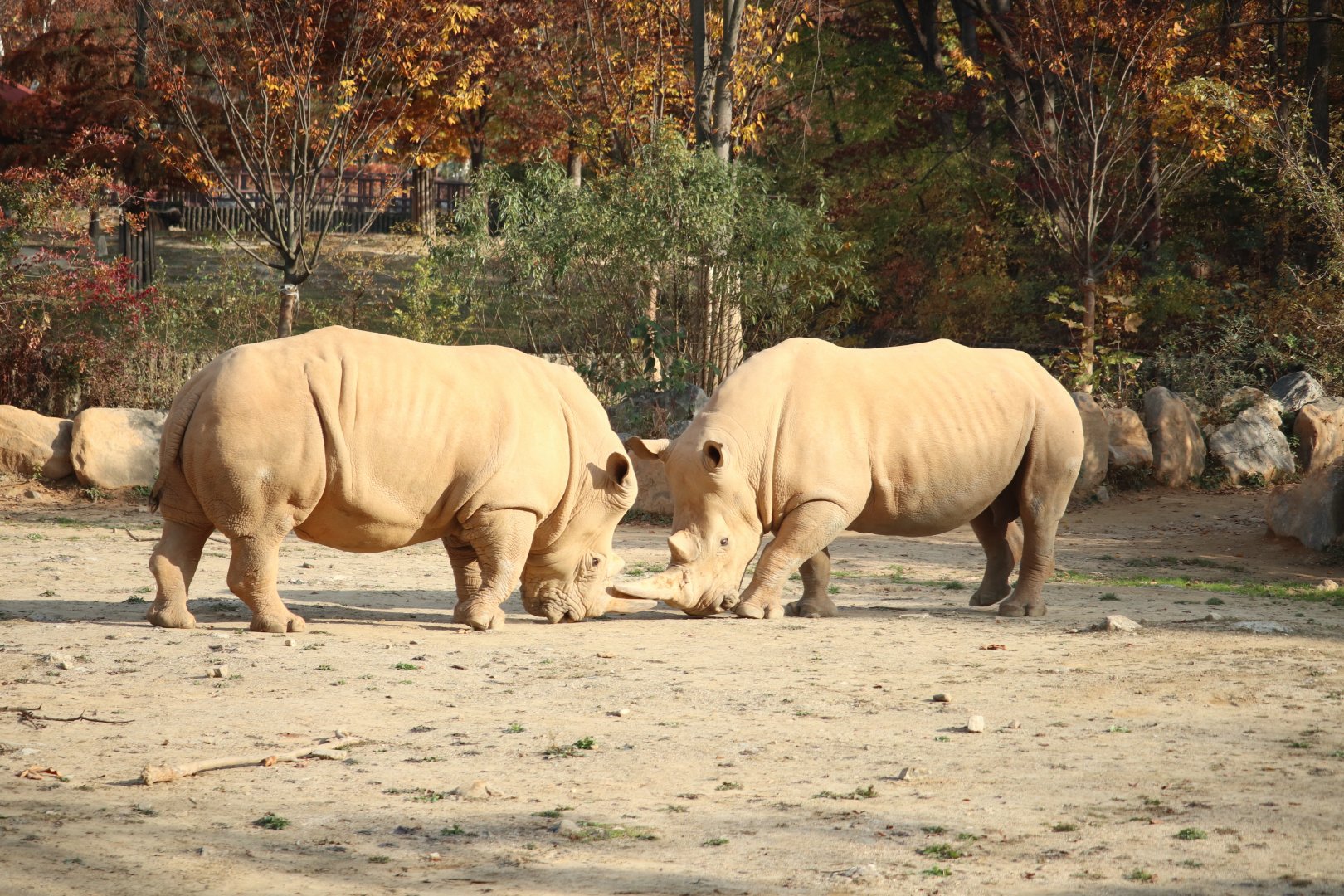 White Rhinoceros pair