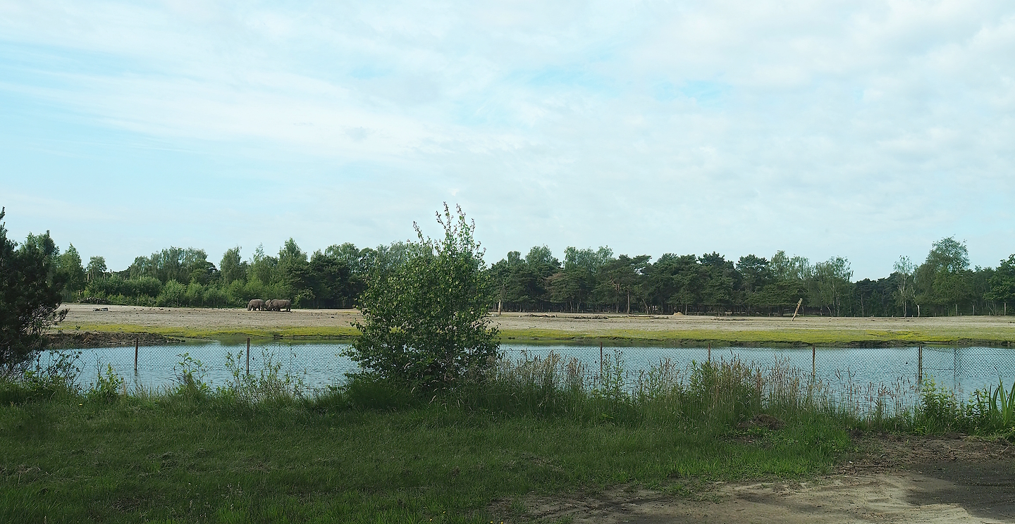 White rhinoceros plains seen from the cheetah drive-through, 2022-06-12