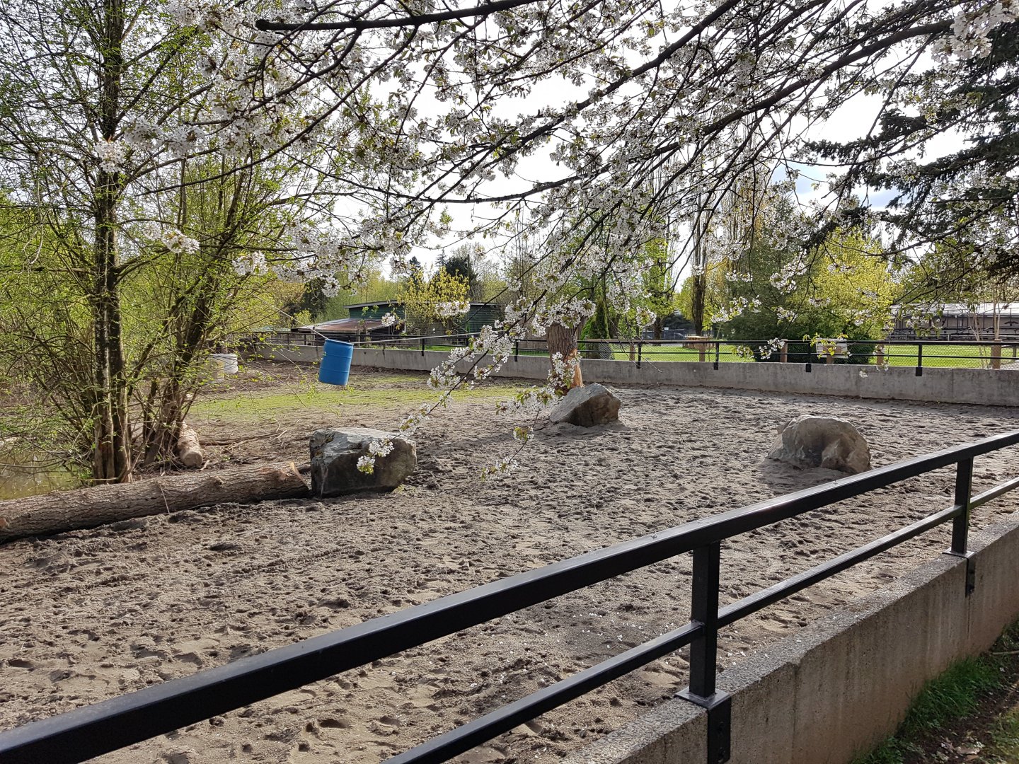 White Rhinoceros & Red River Hog Exhibit