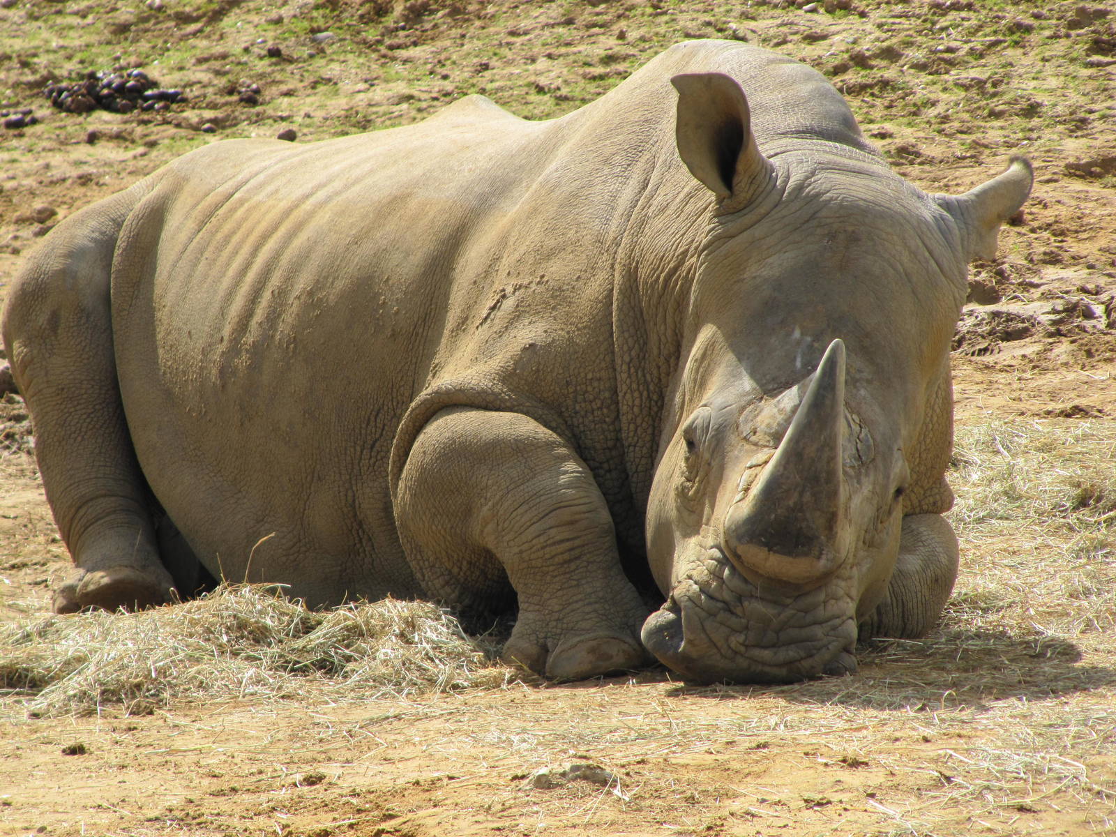 White Rhinoceros resting