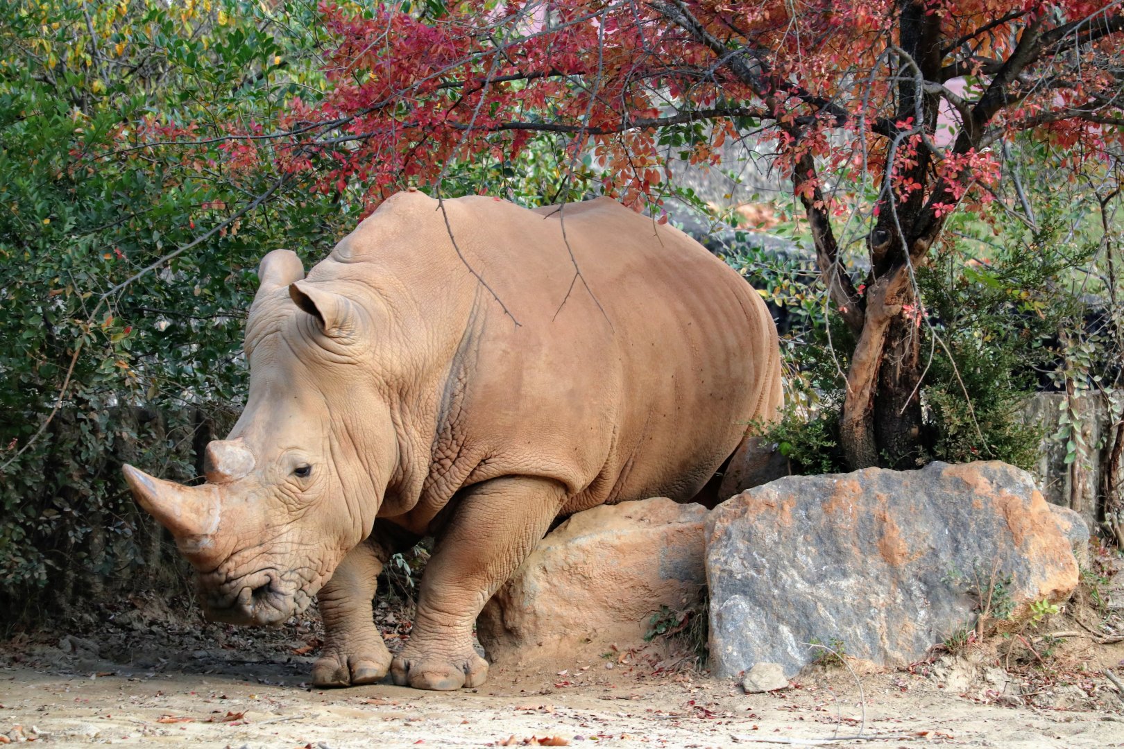 White Rhinoceros rubbing on rock