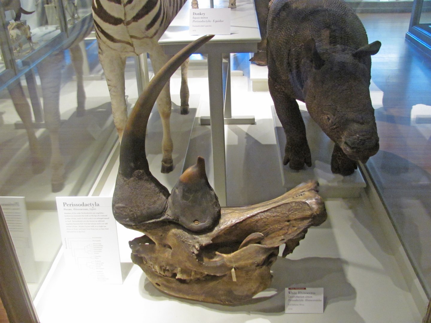 White Rhinoceros Skull