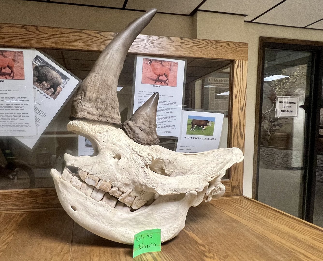 White Rhinoceros skull