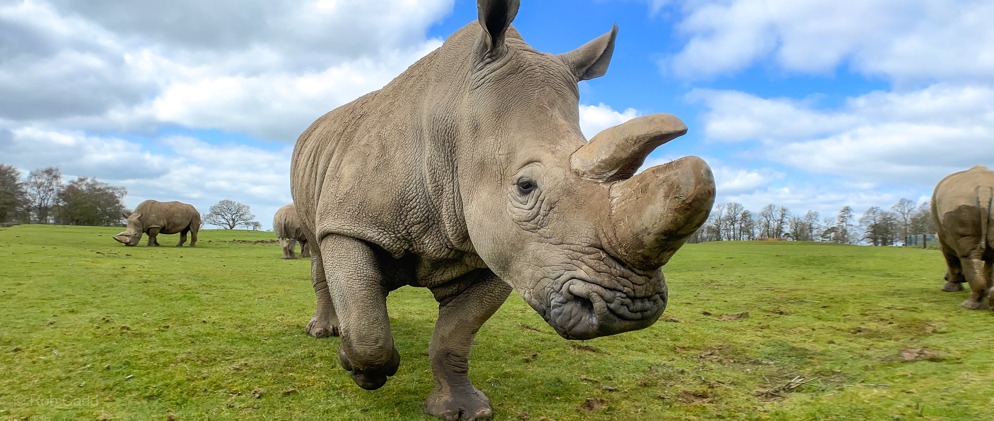 White rhinoceros : Whipsnade : 02 Apr 2023