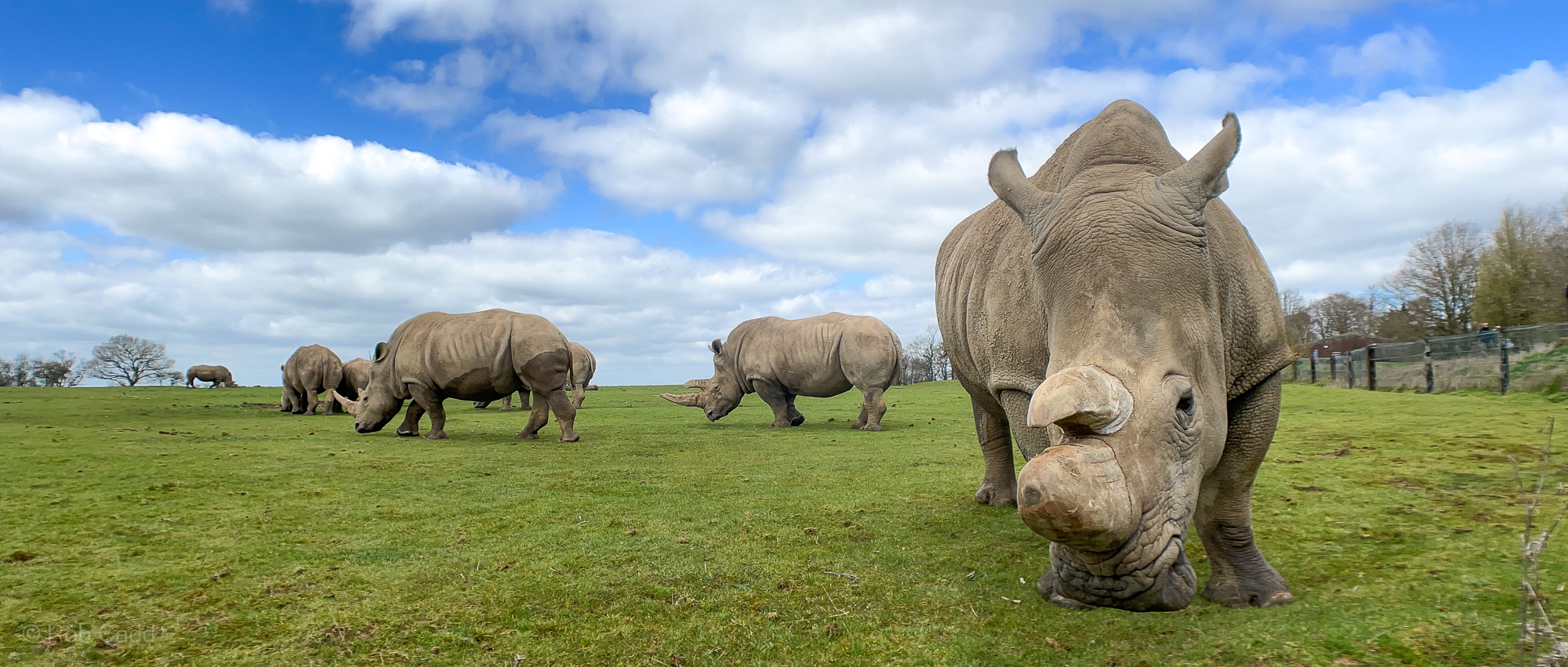 White rhinoceros : Whipsnade : 02 Apr 2023